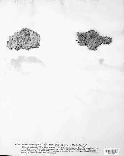 Icmadophilaceae image